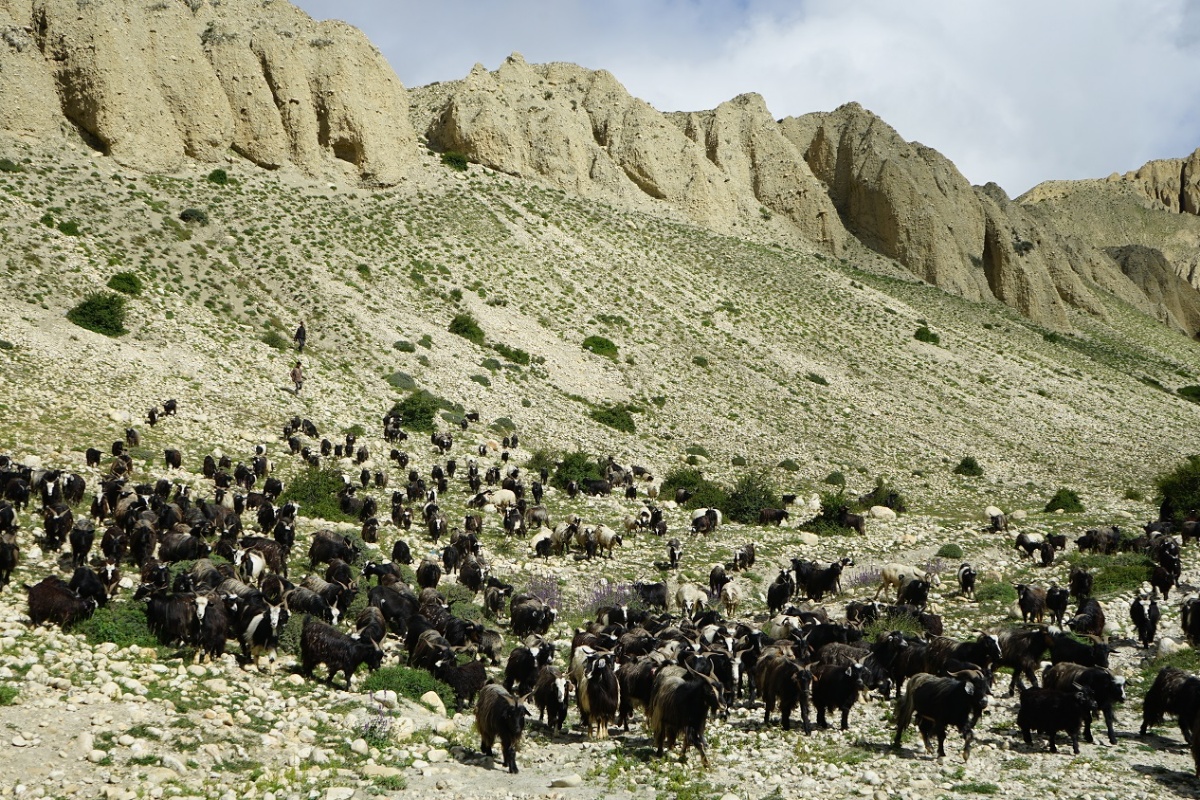 बुकीमा चरेका च्यांग्राको माग उच्च