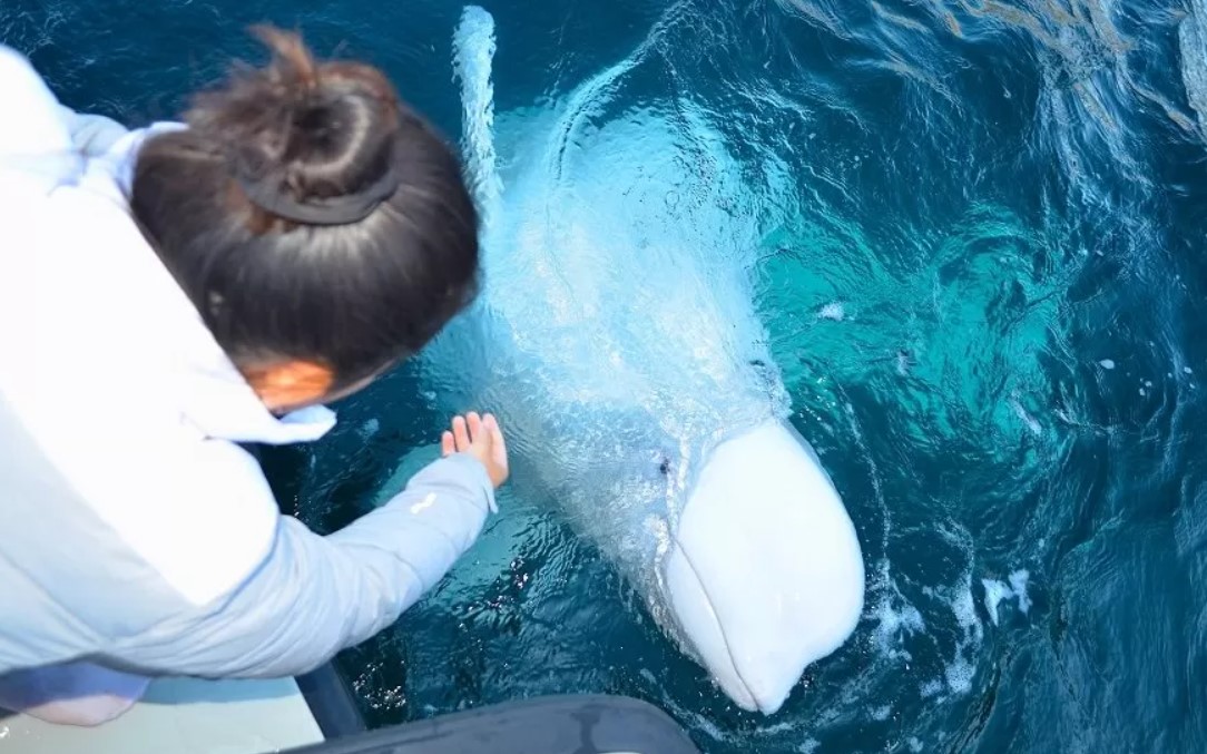 के रुसका लागि ह्वेलले जासुसी गर्छ?