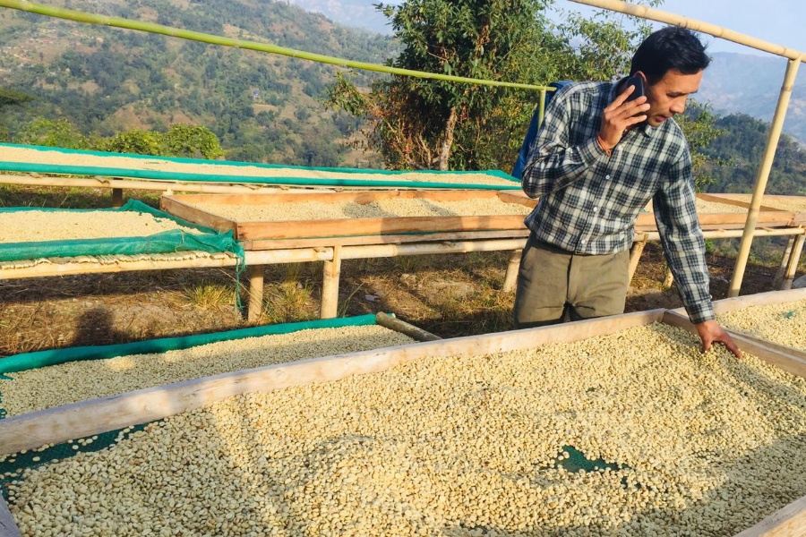 कफीखेतीमा इलामका किसान: भन्छन्– बजार र मूल्यको समस्या छैन