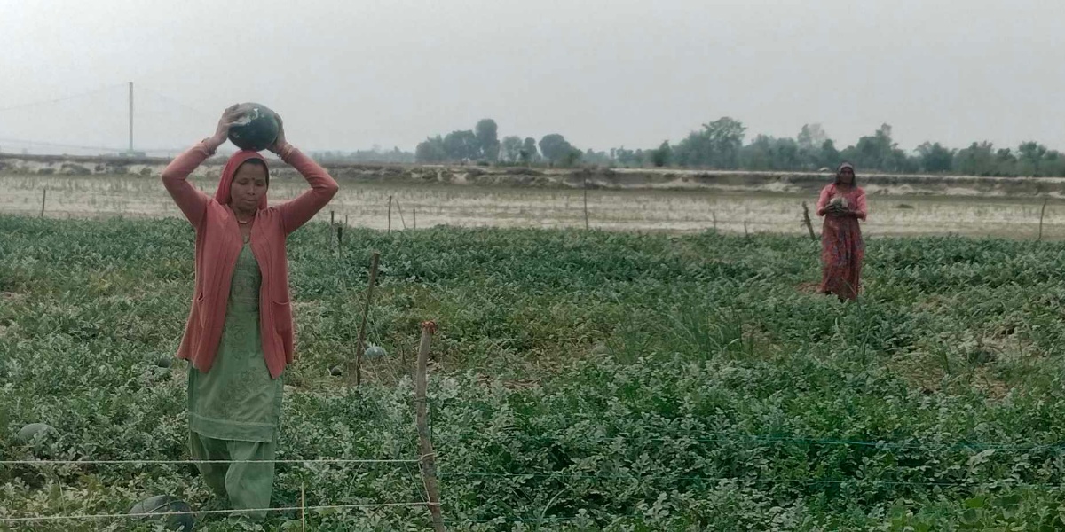 दोदा बगरमा तरकारखेती लगाएर ५०० परिवारको गुजारा