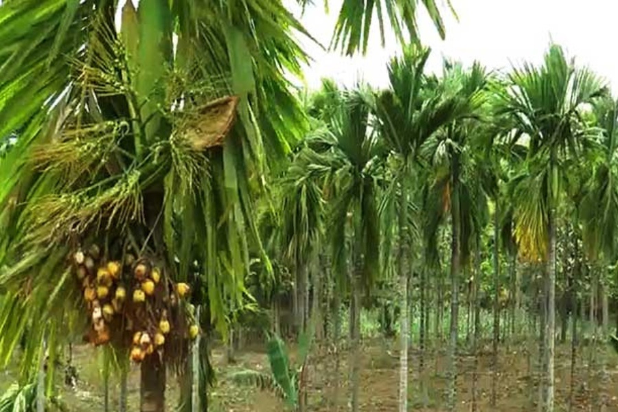झापामा धानखेत मासेर सुपारी खेती, वार्षिक ५ लाखसम्म आम्दानी