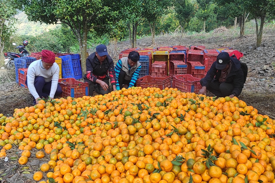 गाउँमा करोडौँको सुन्तला, बाटो नहुँदा बजार पुर्‍याउन सकस