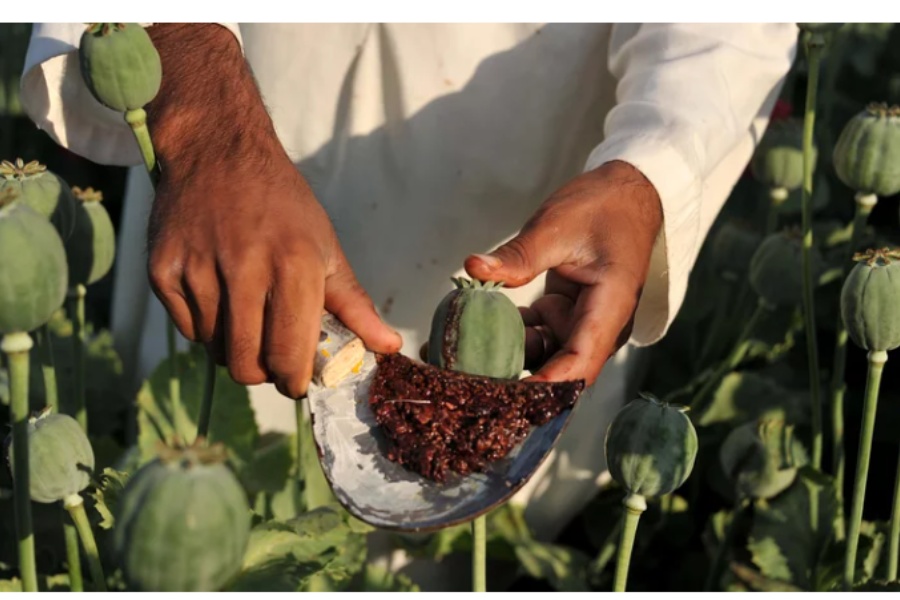 म्यानमारमा अफिम उत्पादन ९ वर्षयताकै उच्च