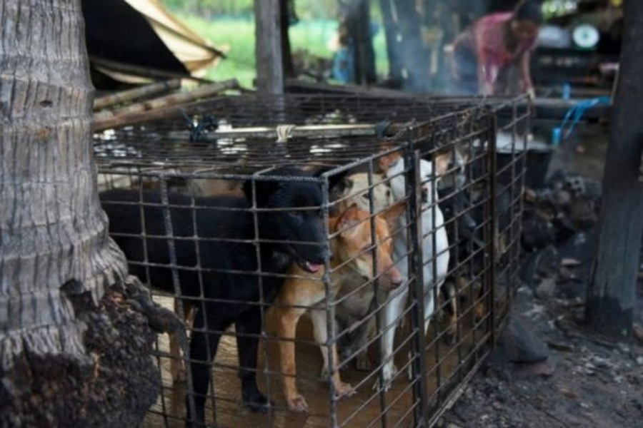 इन्डोनेसियाकाे सुलावेसीमा कुकुर–बिरालोको मासु बेच्न प्रतिबन्ध