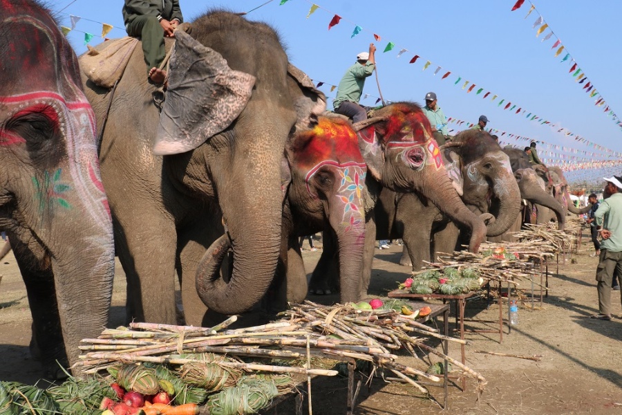 सौराहामा ६५ हात्तीको वनभोज