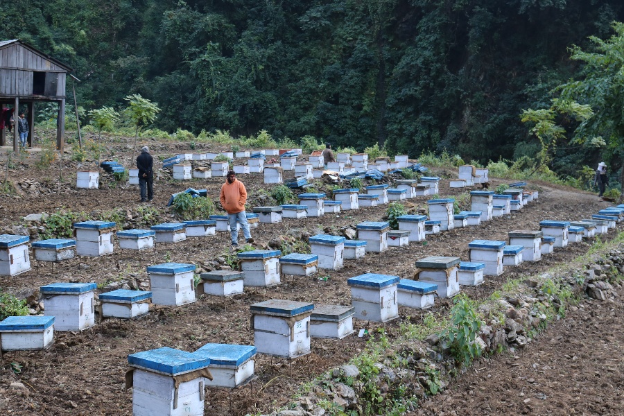 चितवनको चिउरी पाखा: जहाँ चर्छन् ३० हजार घारका मौरी
