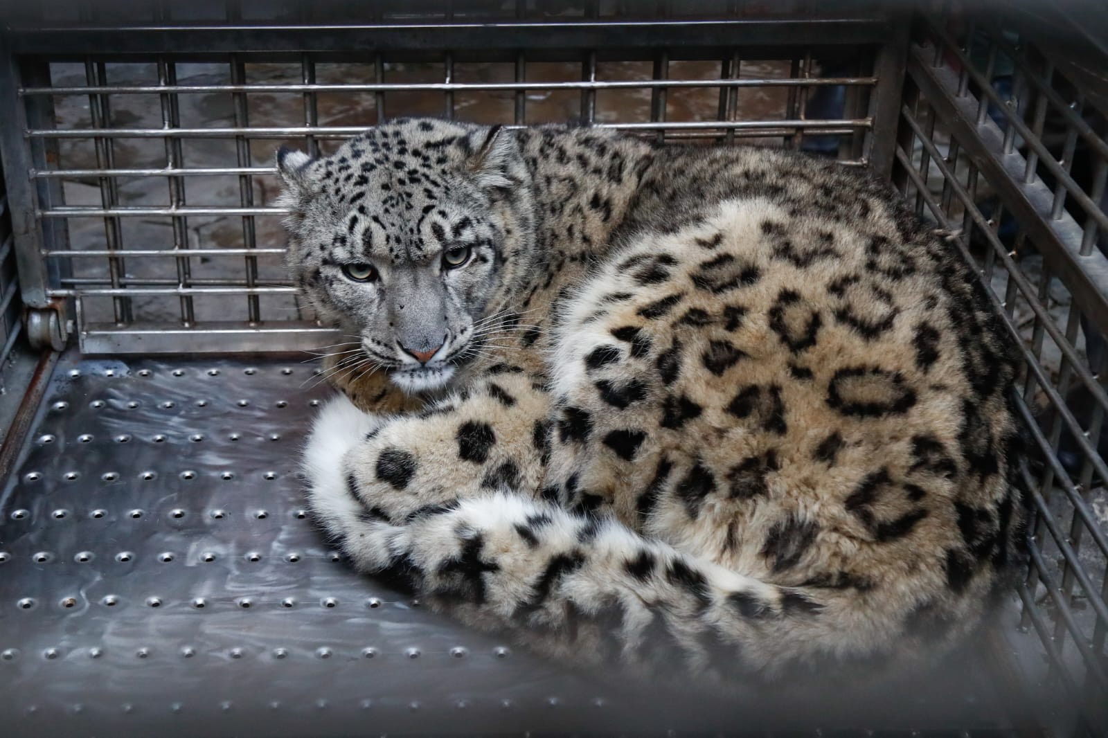 मोरङमा भेटिएको हिउँचितुवालाई उपचारपछि वासस्थानमै छोडिने