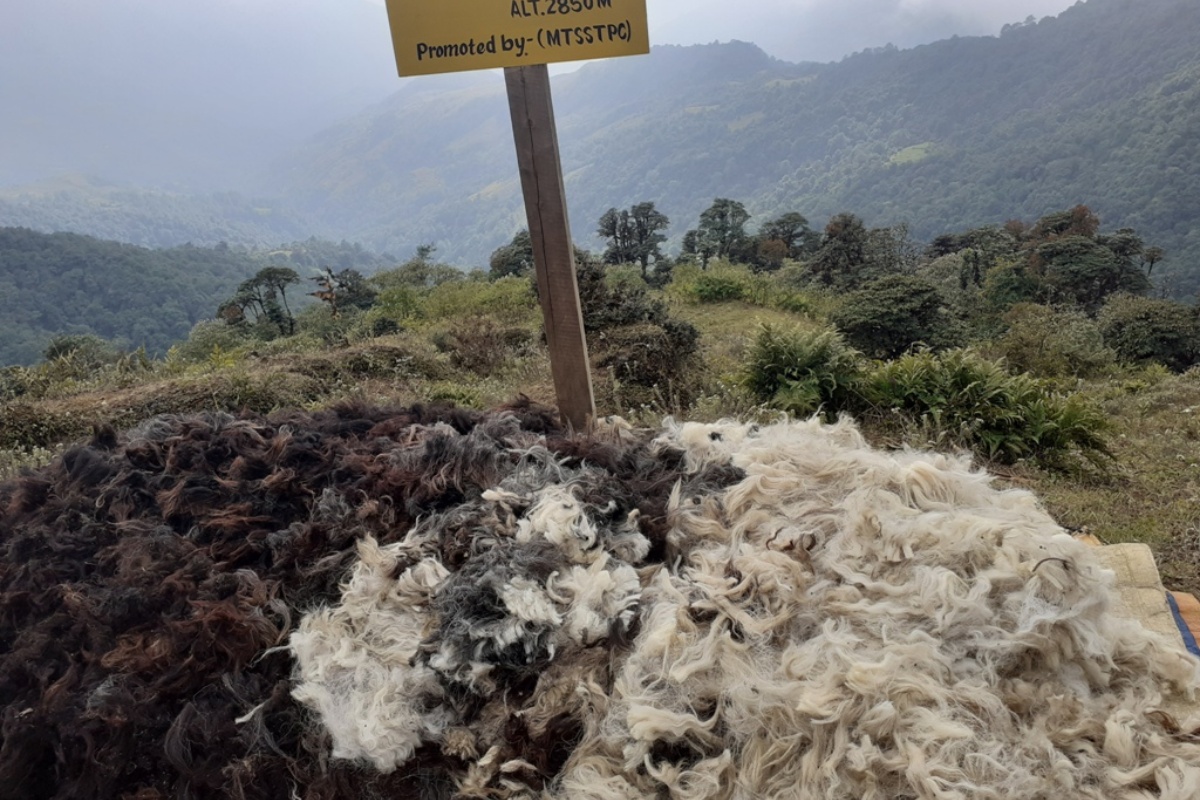 ऊन बिक्री नहुँदा चिन्तामा भोजपुरका भेडापालक किसान