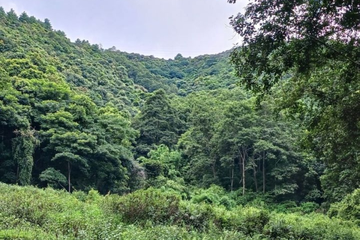 विपन्न समुदायका लागि जीविकोपार्जनको माध्यम बन्दै कबुलियती वन