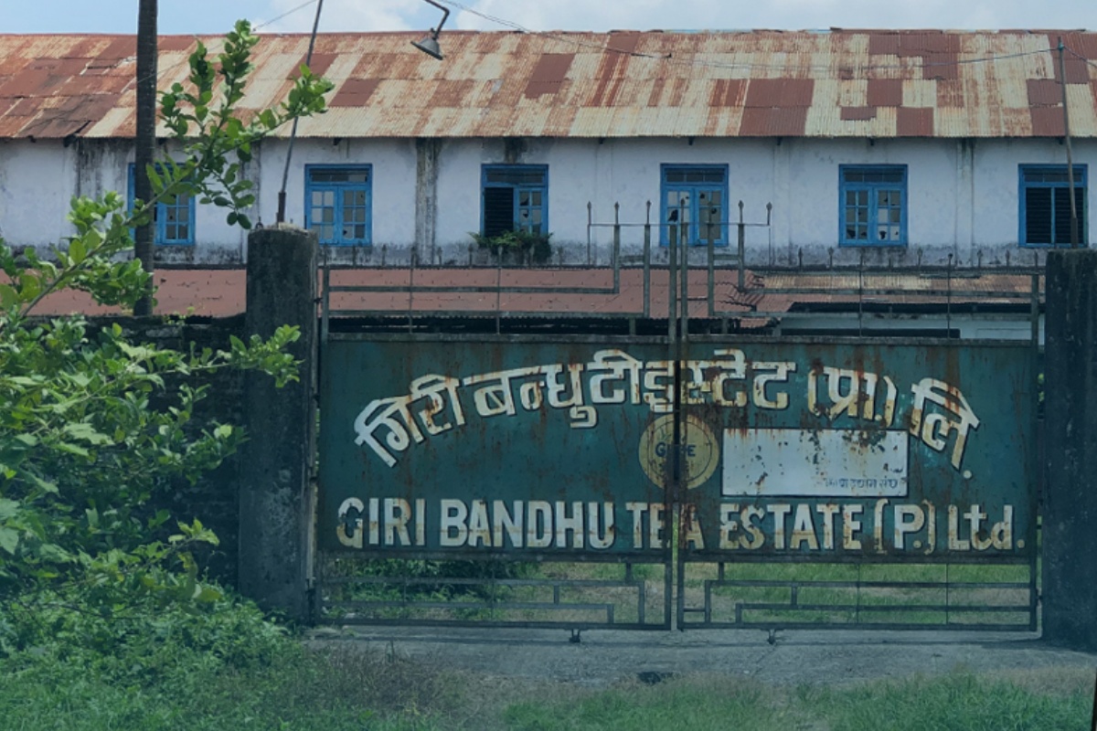 गिरीबन्धु टि–इस्टेटका मजदुरले पाएनन् पारिश्रमिक