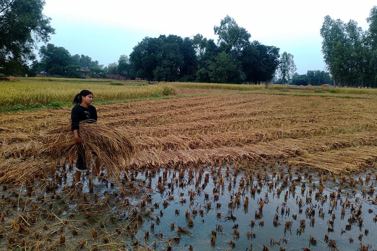 बेमौसमी वर्षाले बाँकेमा धानबालीमा क्षति