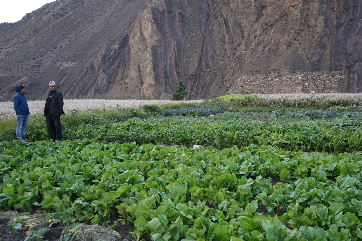 विद्यालयको आफ्नै छात्रावास, जग्गा भाडामा लिएर तरकारी खेती