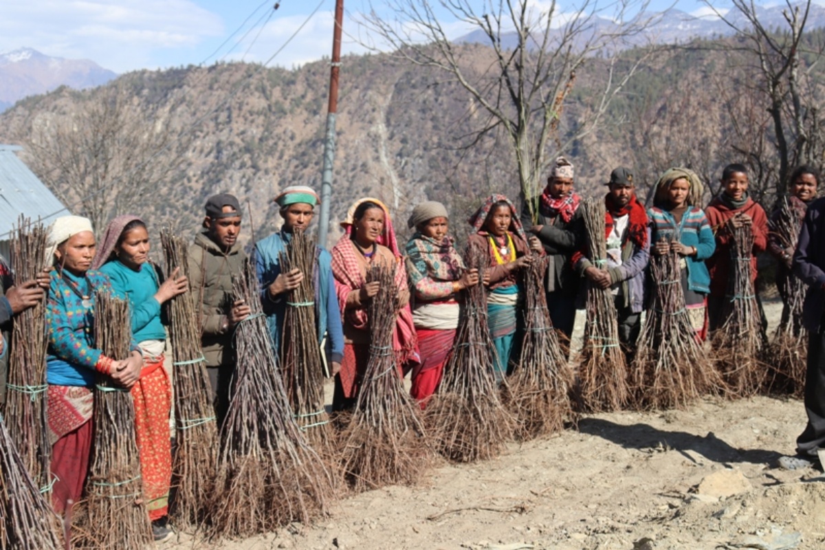 मुगुका किसान स्याउको बिरुवा उत्पादनमा आत्मनिर्भर, जिल्लाबाहिर बिक्री 