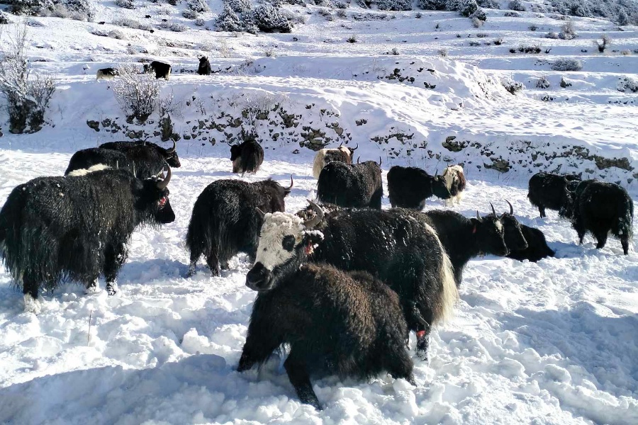 मनाङको तापक्रम माइनस १६ डिग्री सेल्सियस, बेँसी झर्न थाले स्थानीय