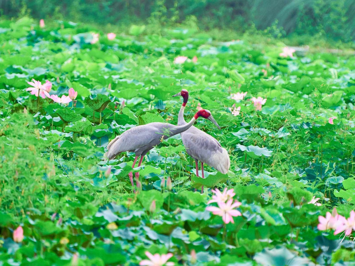 कान्तितालमा मोटरबोट: चराको वासस्थान संकटमा पर्ने जोखिम