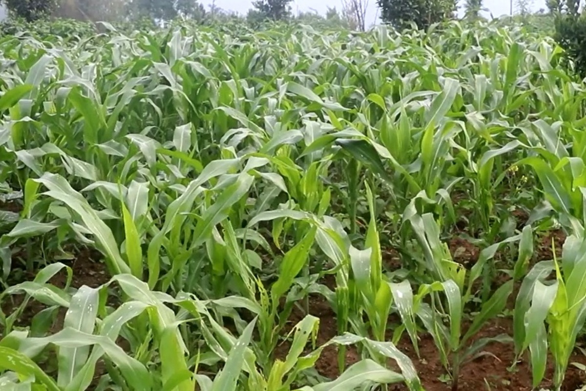 भोजपुरमा मकैबालीमा फौजी किराको प्रकोप