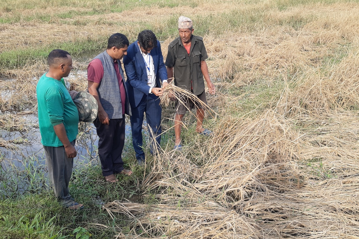 फेवाफाँटको जेठोबुढोमा गभारो, भित्र्याउने बेलामा धान न पराल
