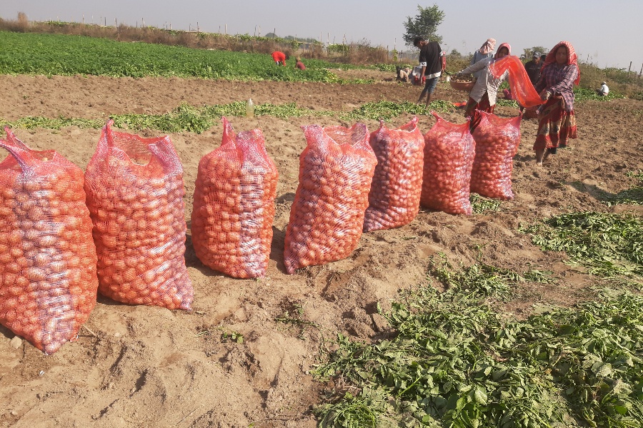 मेची बगरमा काँसघारी फाँडेर दुई युवाले फलाए ८६ लाखको आलु