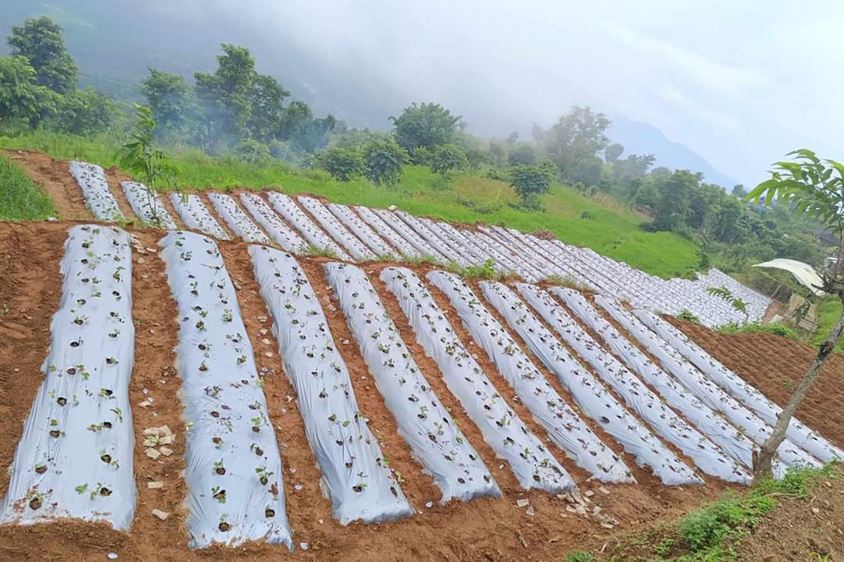 तनहुँमा स्ट्रबेरीखेती परीक्षण, सफल भए विस्तार गरिने