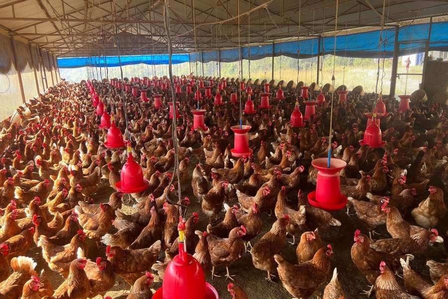 पोल्ट्री व्यवसायी भन्छन्, ‘हाम्रो समस्या सुन्ने कोही भएनन्’