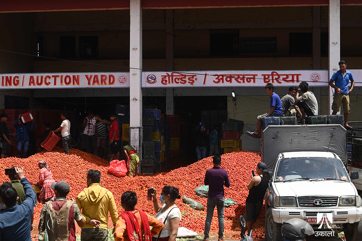 कालीमाटीमा टमाटर फ्याँकेर विरोध जनाएका किसान भन्छन् : ८ रुपैयाँ किलो किनेर ४० मा बेच्नु भएन