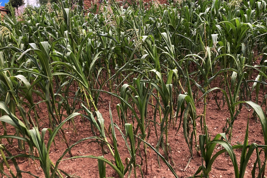 किसानलाई मकै र धानको बिउ जोगाउनै मुस्किल
