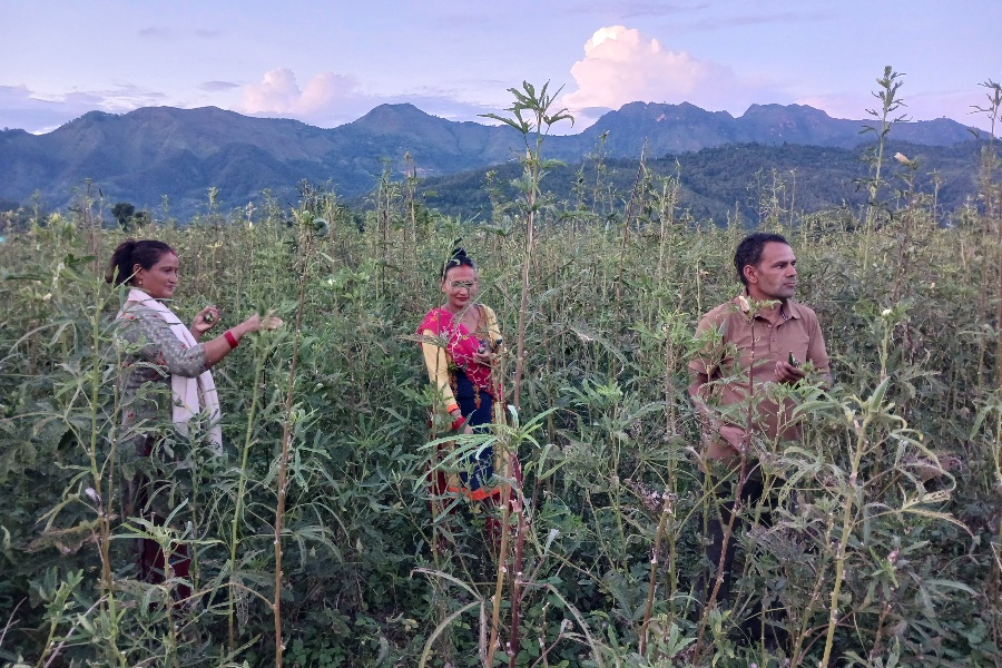 भिण्डीले बजार नपाएपछि समस्यामा पाल्पाका किसान