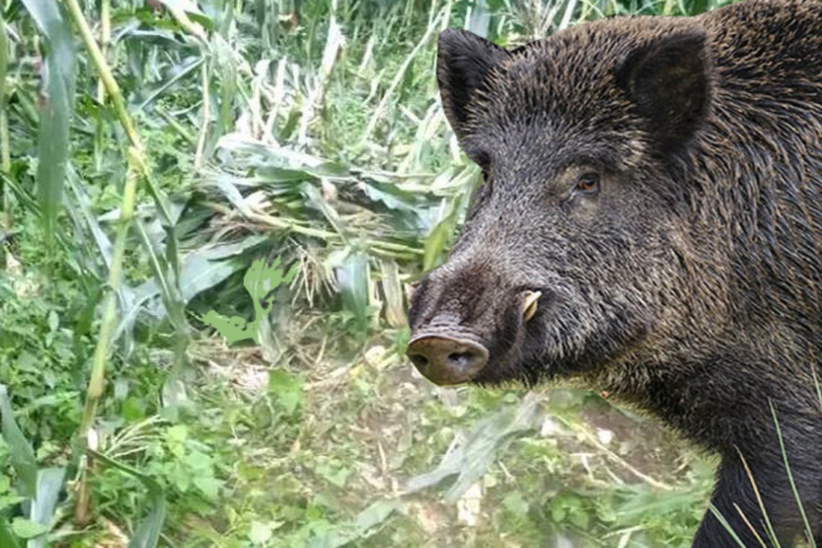 दैलेखमा बँदेलको आक्रमणबाट गहुँ काटिरहेका ७ जना घाइते