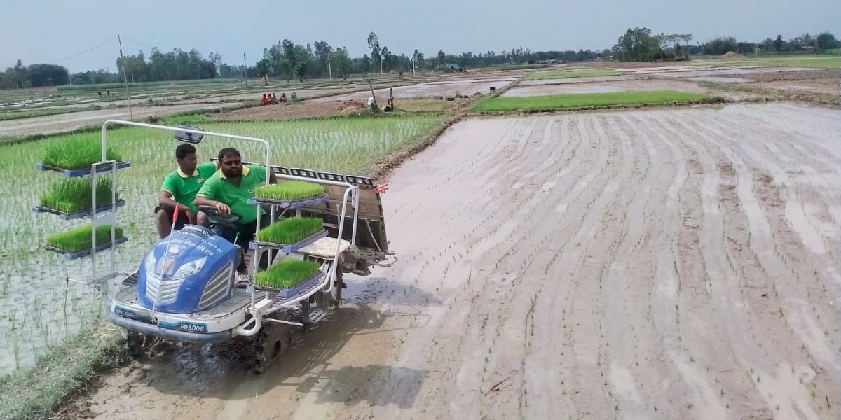 चैते धान: मूल्य वृद्धि भएसँगै खेती गर्ने किसान पनि बढे