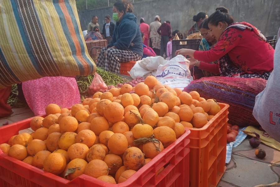 २ महिनामै सुन्तलाले पायो ३ गुणा बढी मूल्य