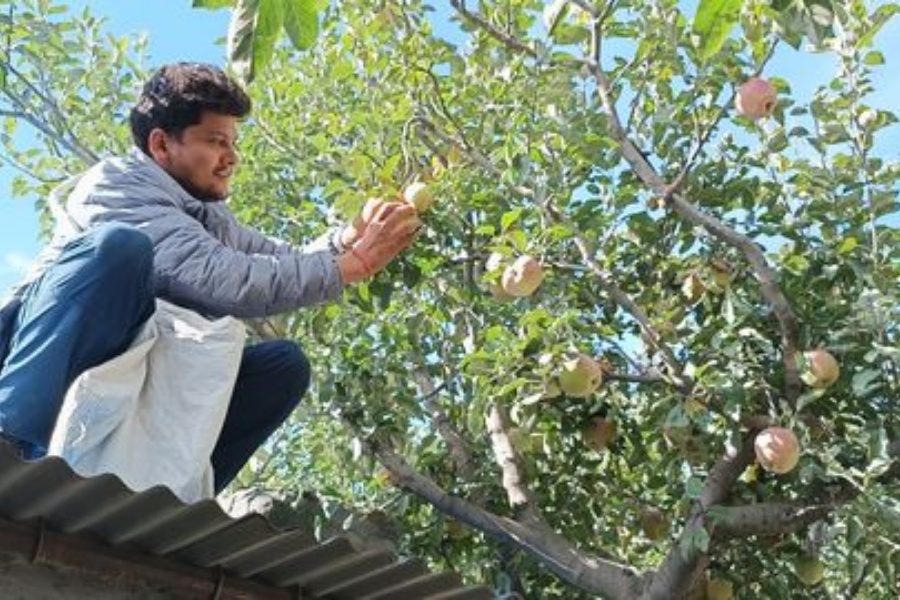  मुस्ताङमा स्याउ टिप्न शुरू, बगैँचामै पुग्छन् व्यापारी