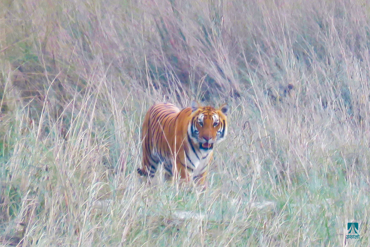 वन्यजन्तुका कारण विद्यार्थी जोखिममा
