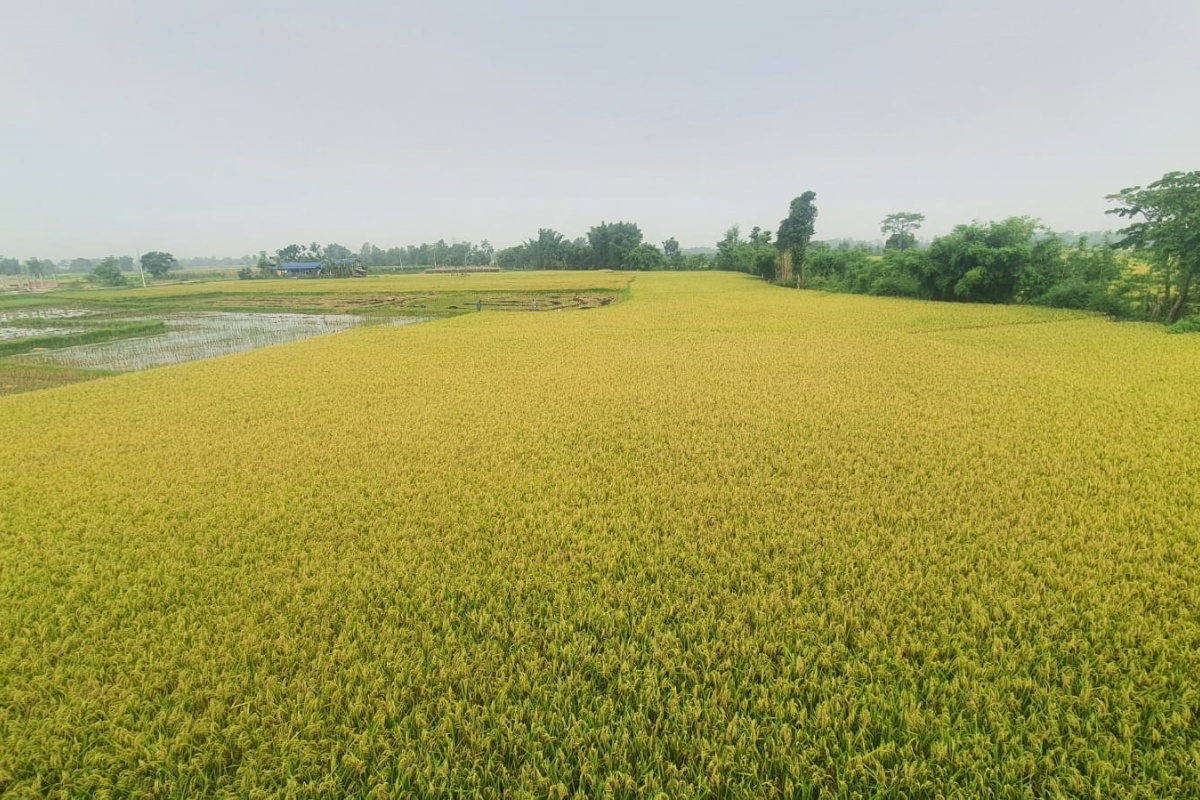 चितवनमा चैते धानको उत्पादन वृद्धि, मूल्य भने घट्दो