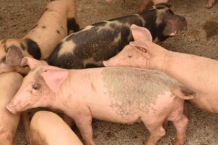 ‘अफ्रिकन स्वाइन फिभर’ले  धमाधम मर्दै बंगुर