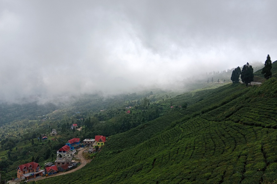 चिया टिपाइमा सुधार गर्न किसानलाई हातेमेसिन 