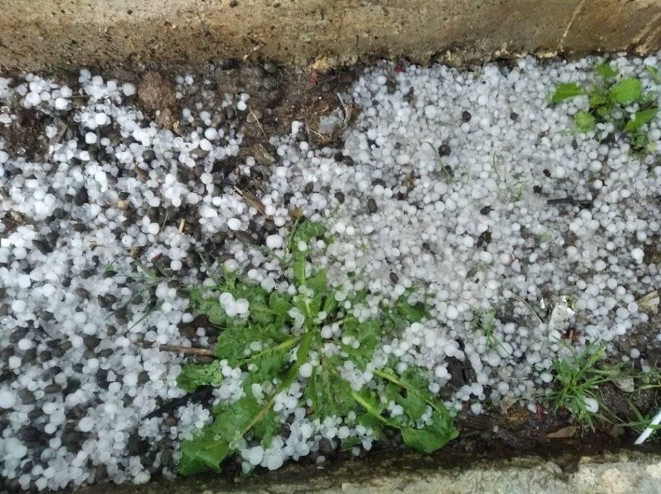 असिनापानीले म्याग्दीमा हिउँदे बालीमा क्षति