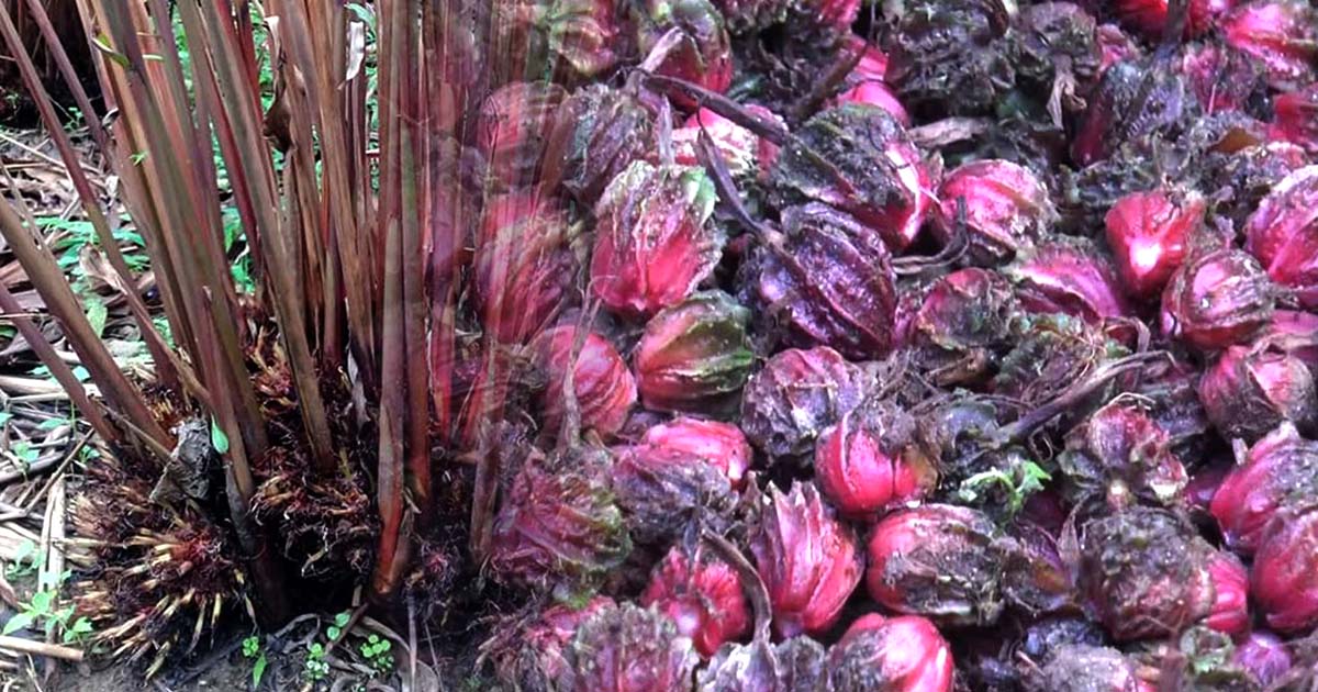 अलैँची बिक्रीबाट रु २० करोड आम्दानी