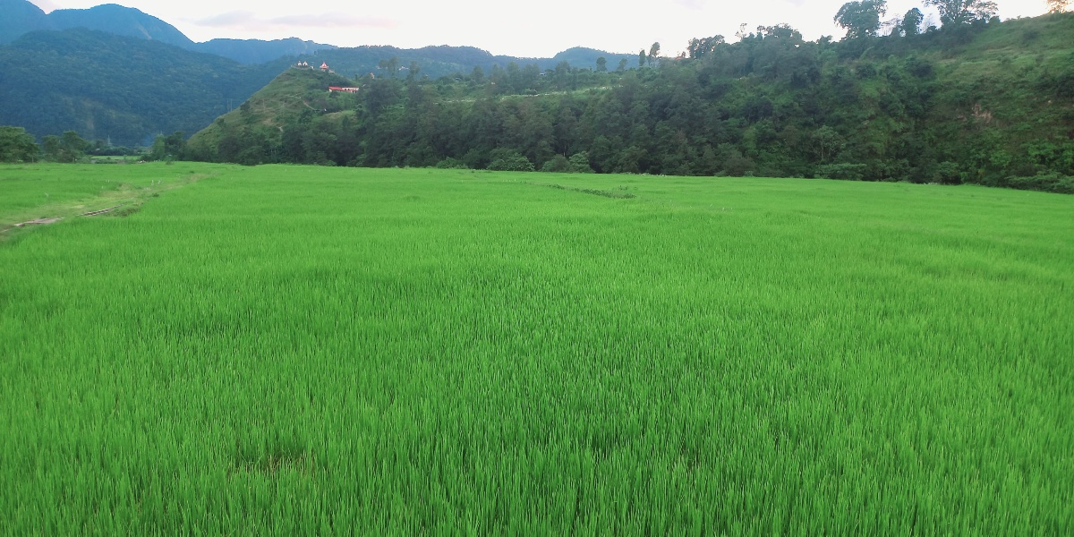 माछापुच्छ्रेमा चक्लाबन्दी खेती: सिँचाइमा सहज, उब्जनी बढ्यो 