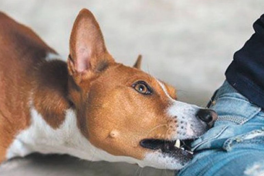 रेबिज लागेको कुकुरले टोक्दा १२ जना घाइते