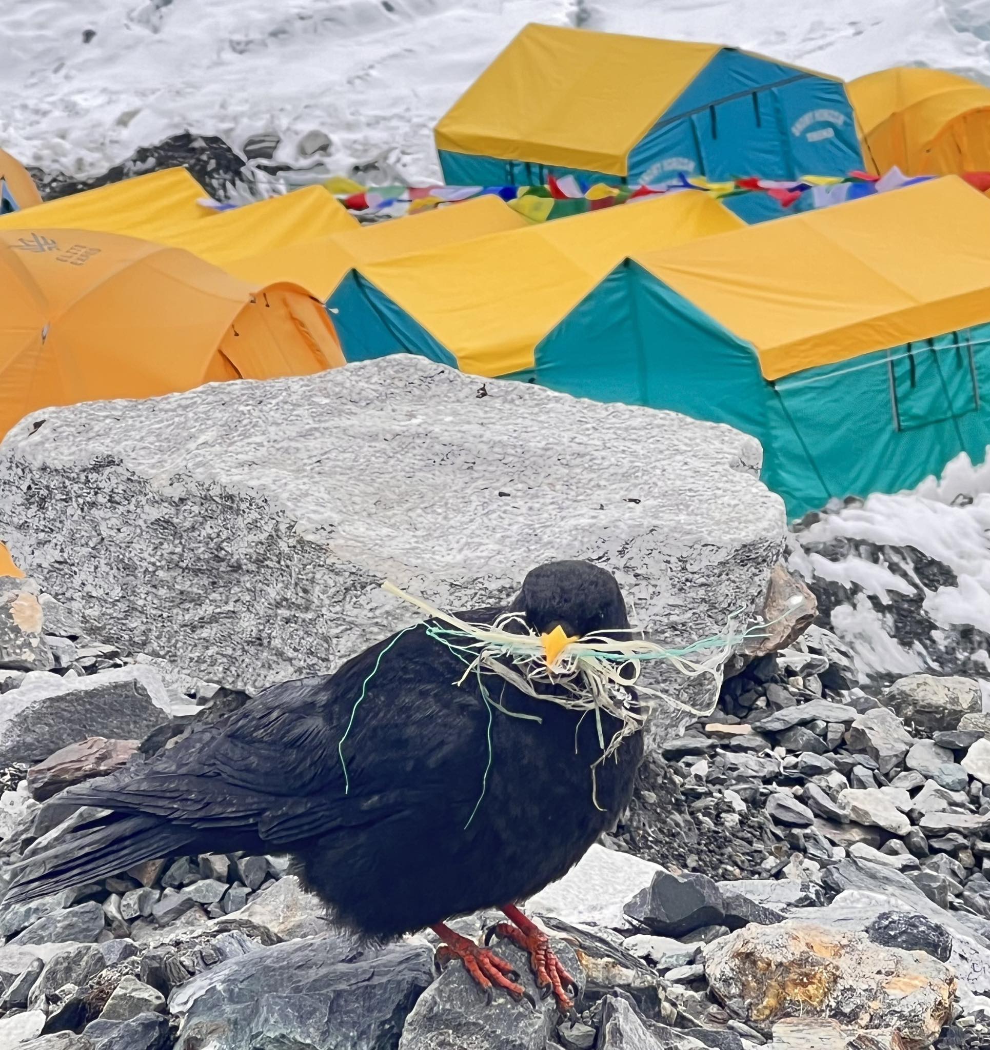 खुम्बुक्षेत्रमा पाइने काग