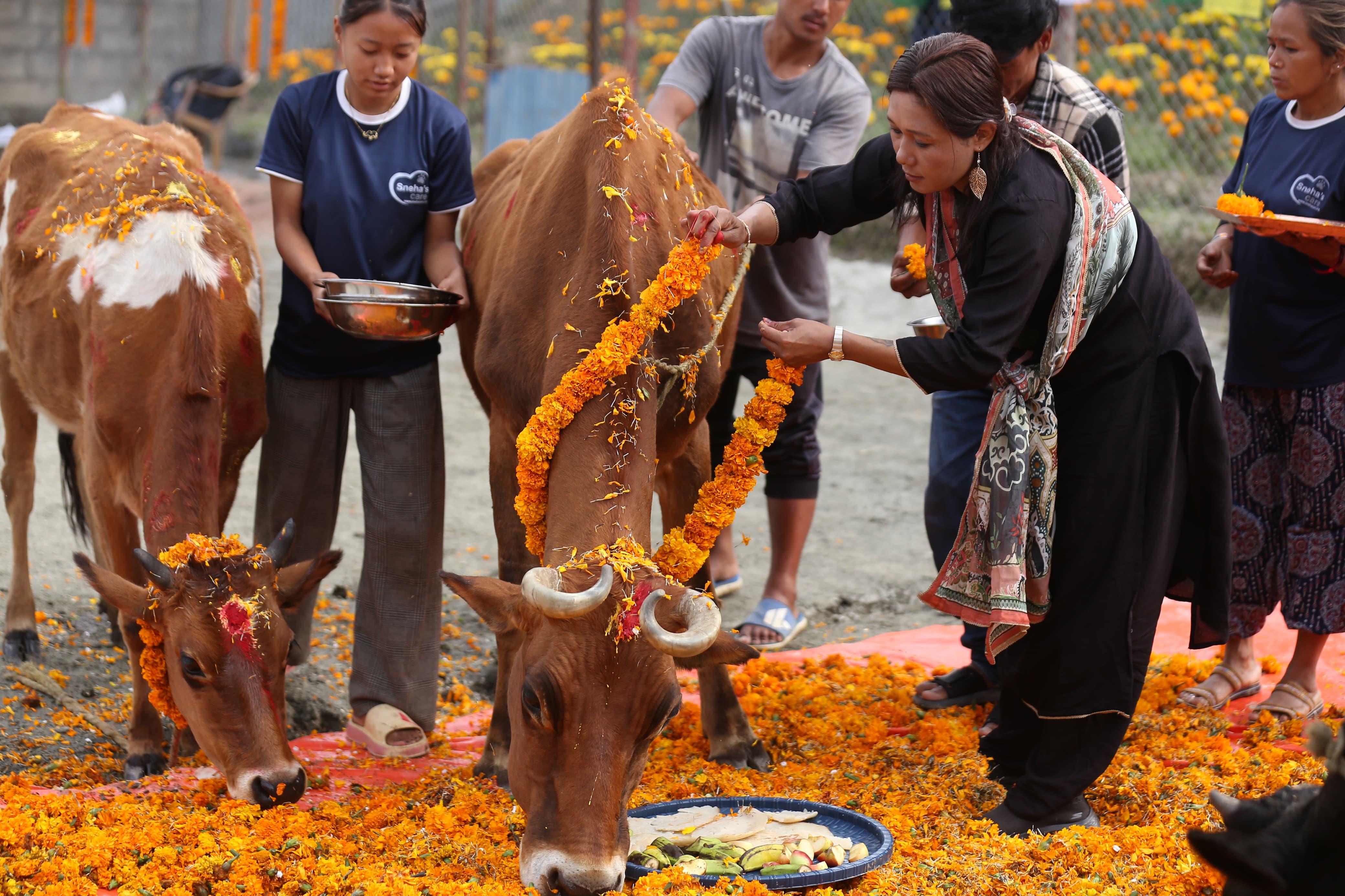 मनाइयो गाई तिहार