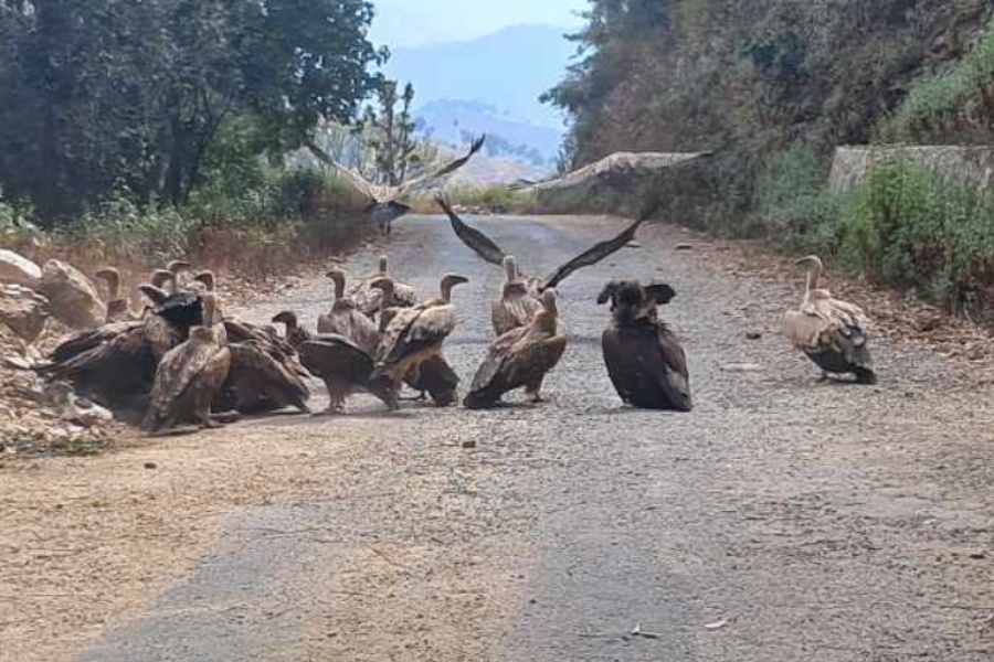नवलपुरमा ५ गिद्ध मृत फेला, विषाक्त सिनो खाएको आशंका