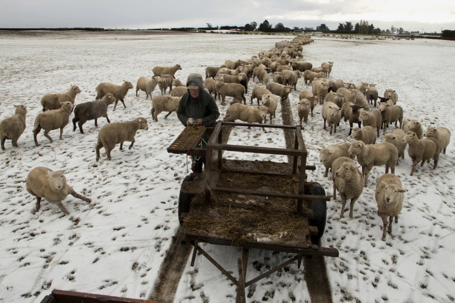 न्युजिल्यान्ड: मान्छेभन्दा भेडा धेरै भएको देश!
