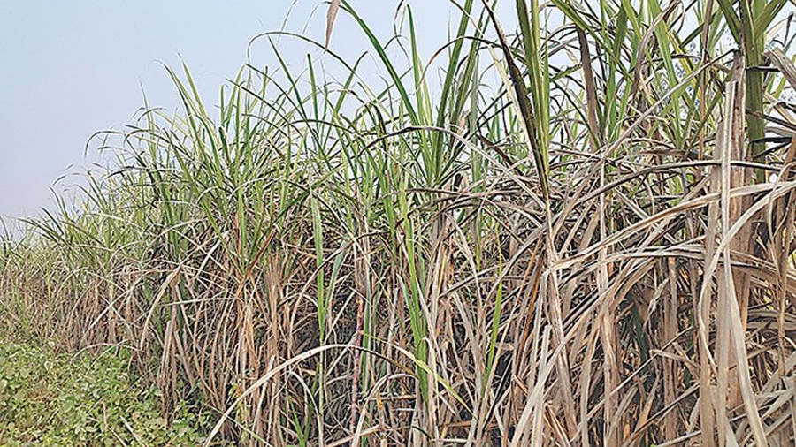 उखुको मूल्य निर्धारणप्रति किसान असन्तुष्ट