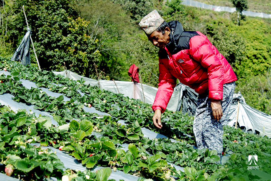 काठमाडौँले फोहोर फाल्ने ककनीका किसान बदलामा स्ट्रबेरी खुवाउँछन्
