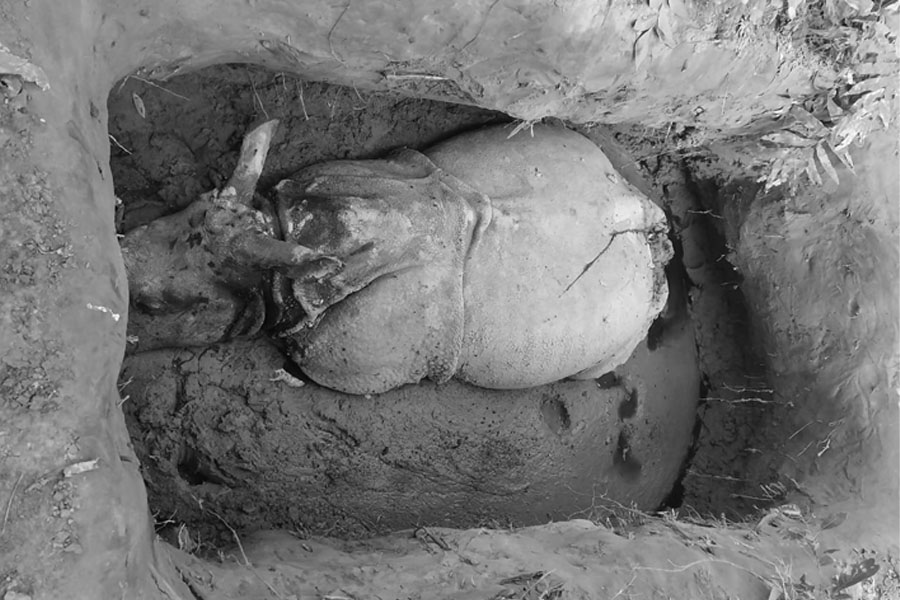 चितवन राष्ट्रिय निकुञ्ज क्षेत्रमा ७ महिनामा मरे ११ गैँडा