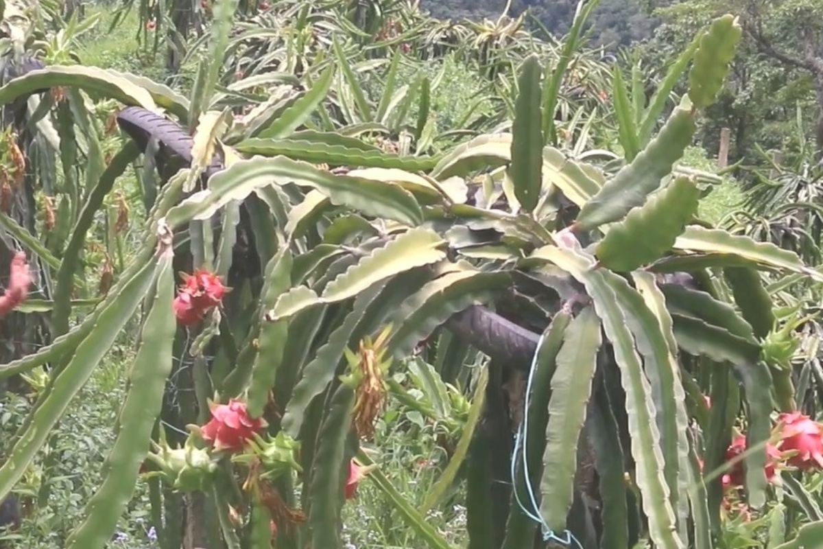 बाँझो जग्गा सदुपयोग गर्न फलफूल खेती गर्दै भोजपुरका कृषक