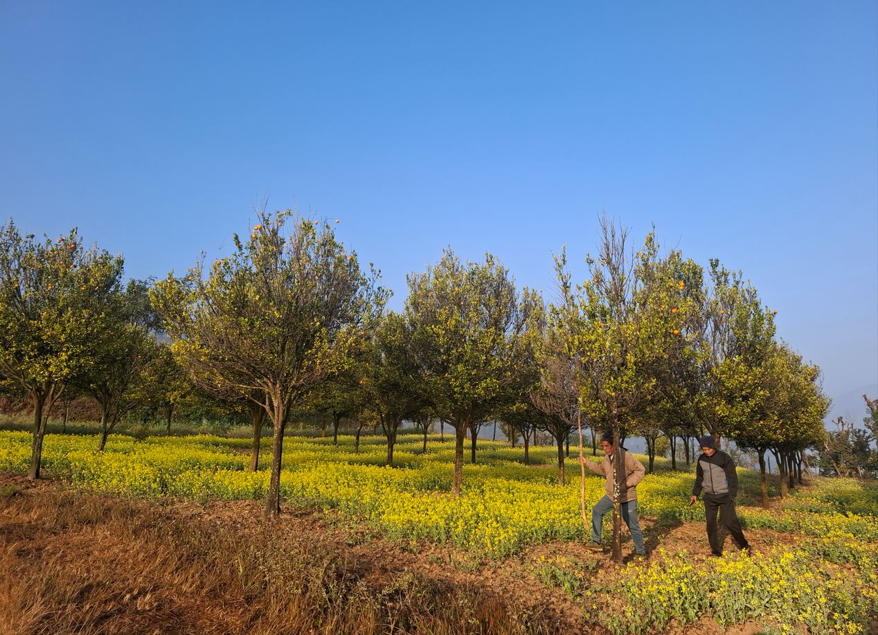 रोगले सुकेर उजाडिए सुन्तला बगैँचा