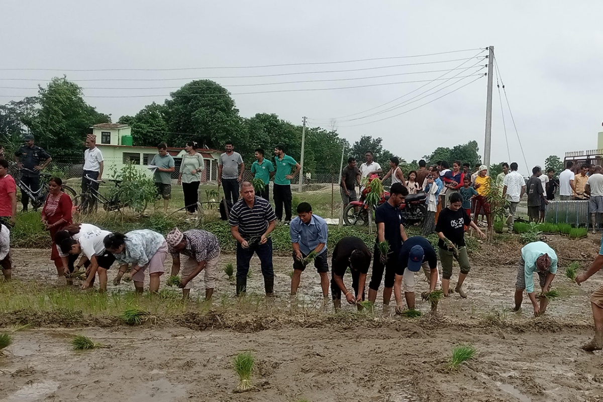 सुदूरपश्चिममा ४० प्रतिशत धान रोपाइँ, किसान मनसुनी वर्षाको पर्खाइमा 