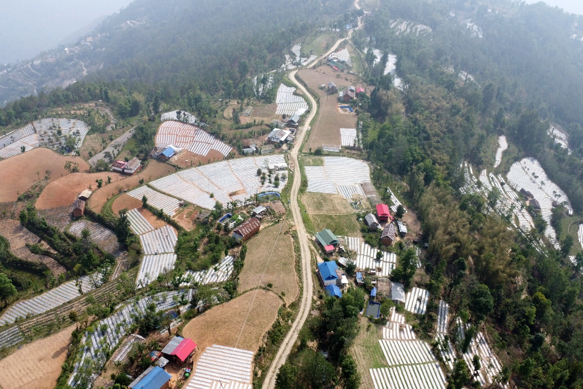 पौवादुङमाको ५०० हेक्टरमा अकबरे खुर्सानीखेती, ३५ करोड आम्दानी गर्ने लक्ष्य